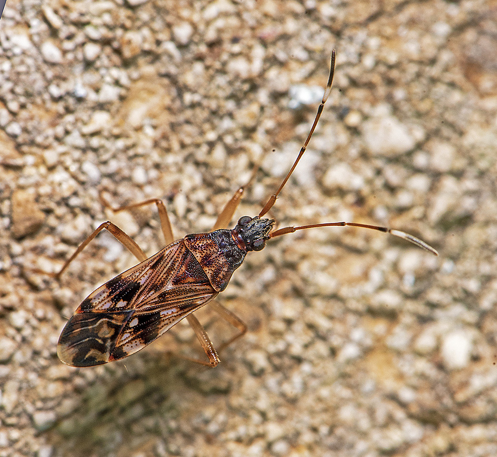 Ozophora Picturata From Canyon Lake, Tx, Usa On May 26, 2022 At 09:51 