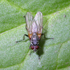 Emmesomyia