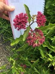 Asclepias purpurascens