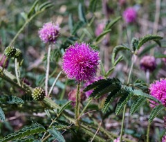 Mimosa rupertiana