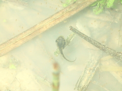 Hyla arborea