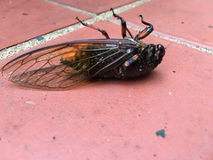 Cryptotympana mandarina