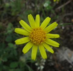 Jacobaea minuta
