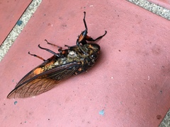 Cryptotympana mandarina