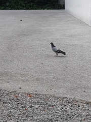Columba livia domestica