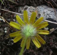 Jacobaea minuta