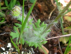 Jacobaea minuta
