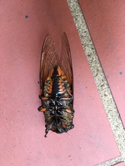 Cryptotympana mandarina