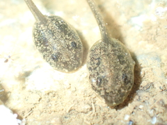 Rana dalmatina