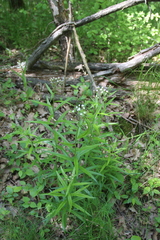 Achillea biserrata