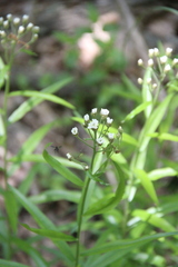Achillea biserrata