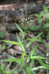 Achillea biserrata