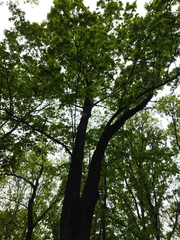 Quercus robur