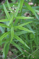 Achillea biserrata