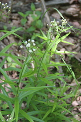 Achillea biserrata