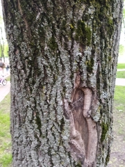 Quercus robur