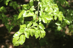 Carpinus orientalis