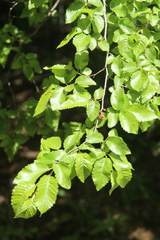 Carpinus orientalis