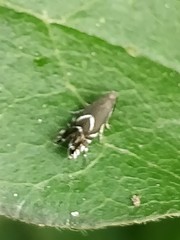 Glyphipterix simpliciella