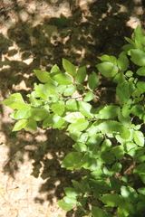 Carpinus orientalis