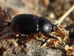 Temnorhynchus