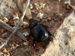 Temnorhynchus