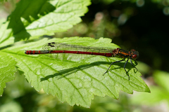 Pyrrhosoma
