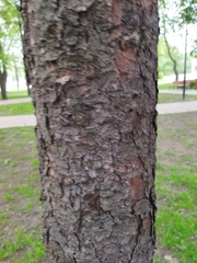 Picea abies