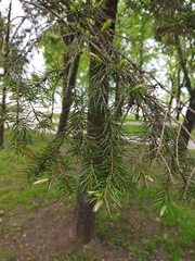 Picea abies