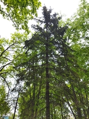 Picea abies