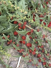 Blitum virgatum