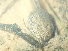 Rana dalmatina