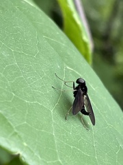 Chrysopilus velutinus
