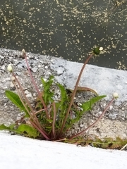 Taraxacum officinale