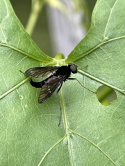 Chrysopilus velutinus