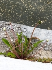 Taraxacum officinale