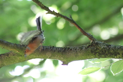 Fringilla coelebs