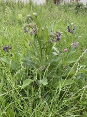Symphytum officinale