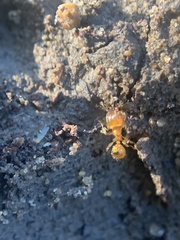 Pheidole flavens