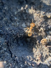 Pheidole flavens