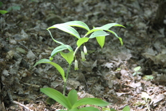 Polygonatum glaberrimum