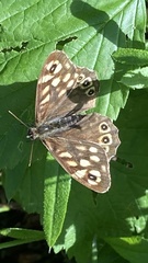 Pararge aegeria