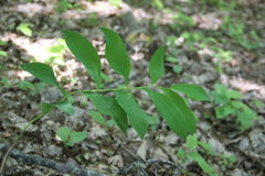 Polygonatum glaberrimum