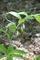 Polygonatum glaberrimum