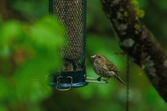 Haemorhous purpureus californicus