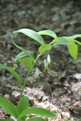 Polygonatum glaberrimum