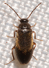 Canifa pallipes
