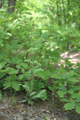 Tanacetum poteriifolium