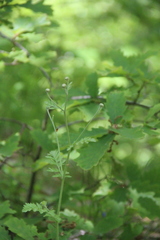 Tanacetum poteriifolium