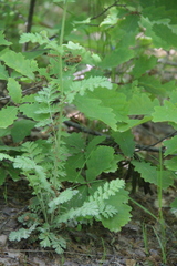 Tanacetum poteriifolium